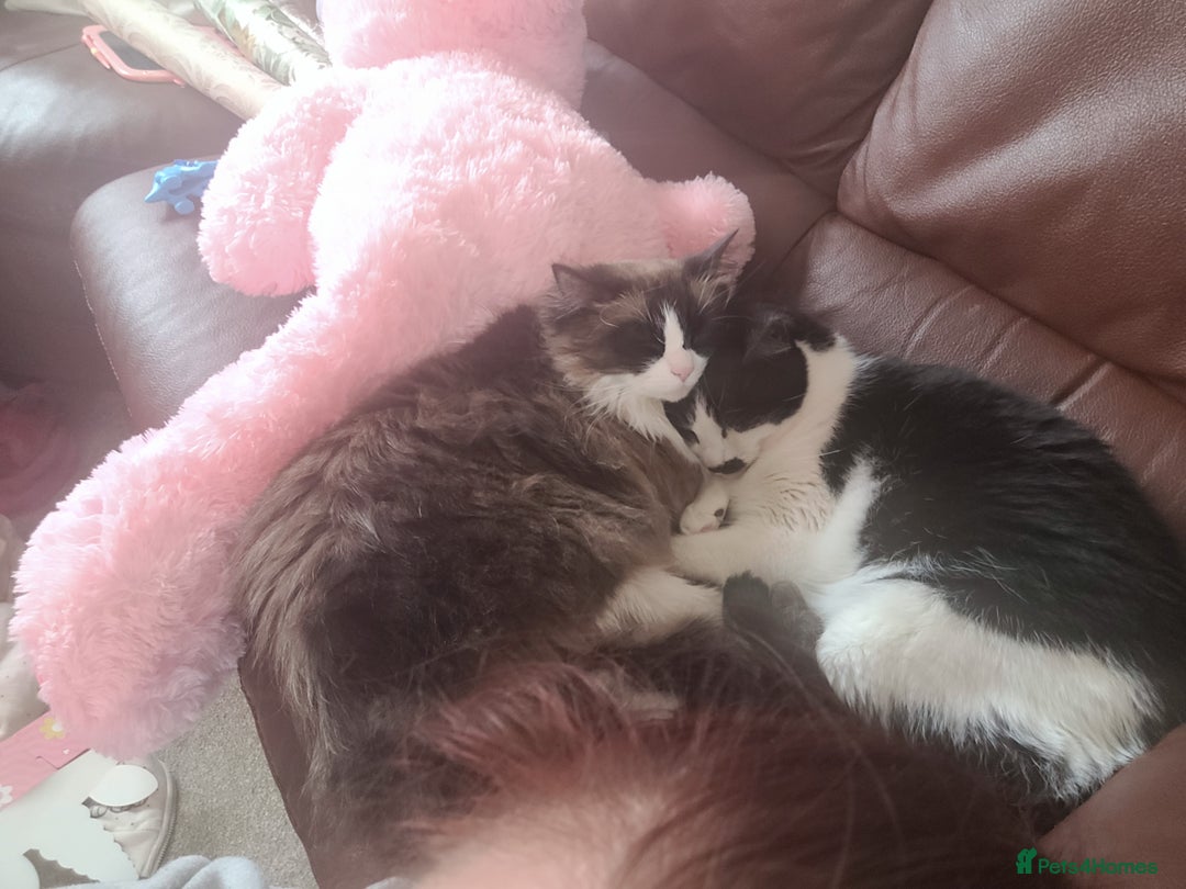 Mixed Breed cats for sale: Hella and Loki - Image 14