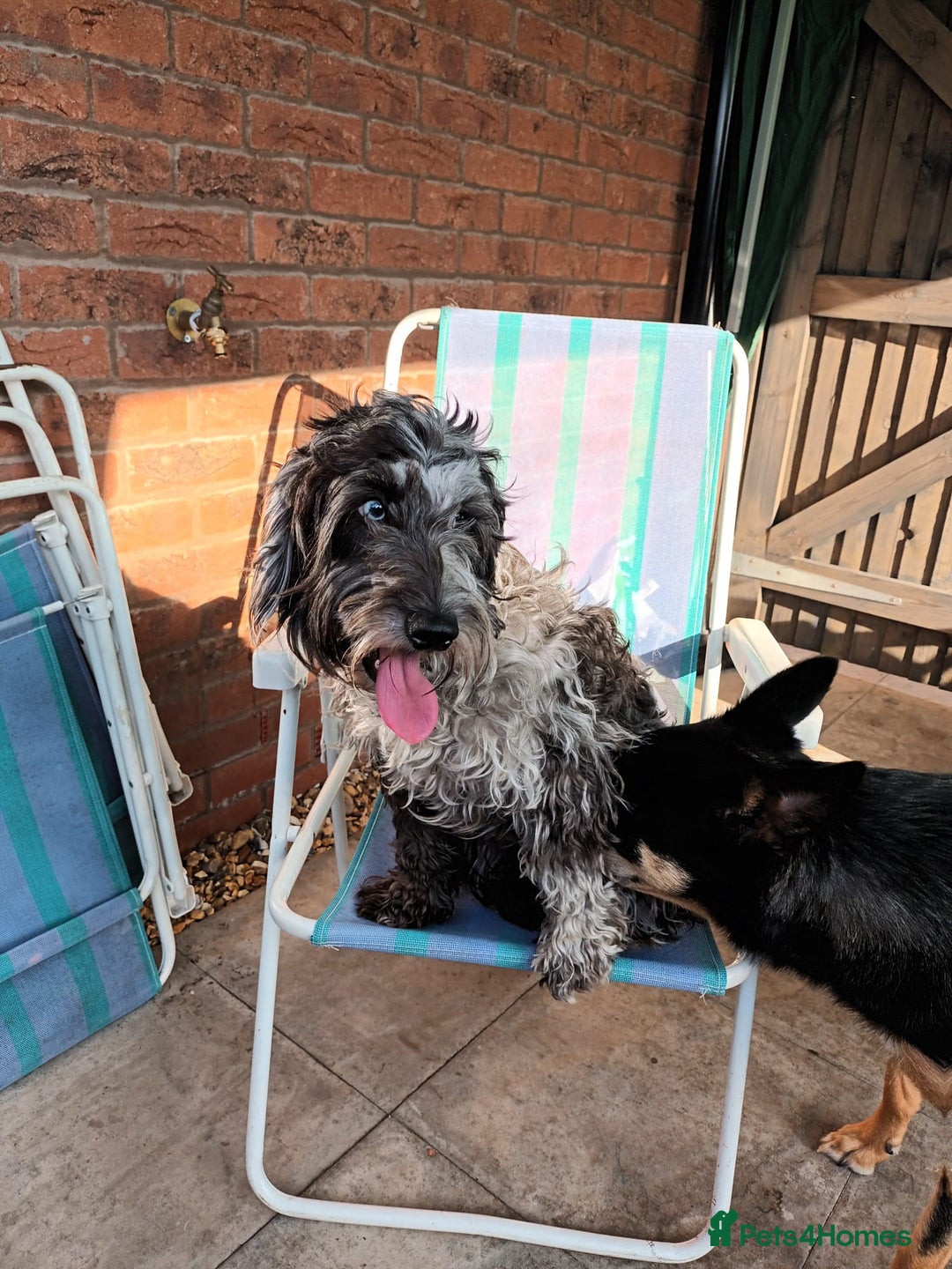 Cockapoo dogs for sale: Cockapoos Toy - Advert 2