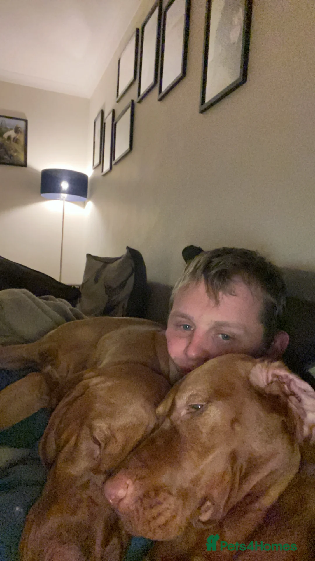 Hungarian Vizsla dogs for stud: European champion sired -Imported Hungarian Vizsla - Advert 11