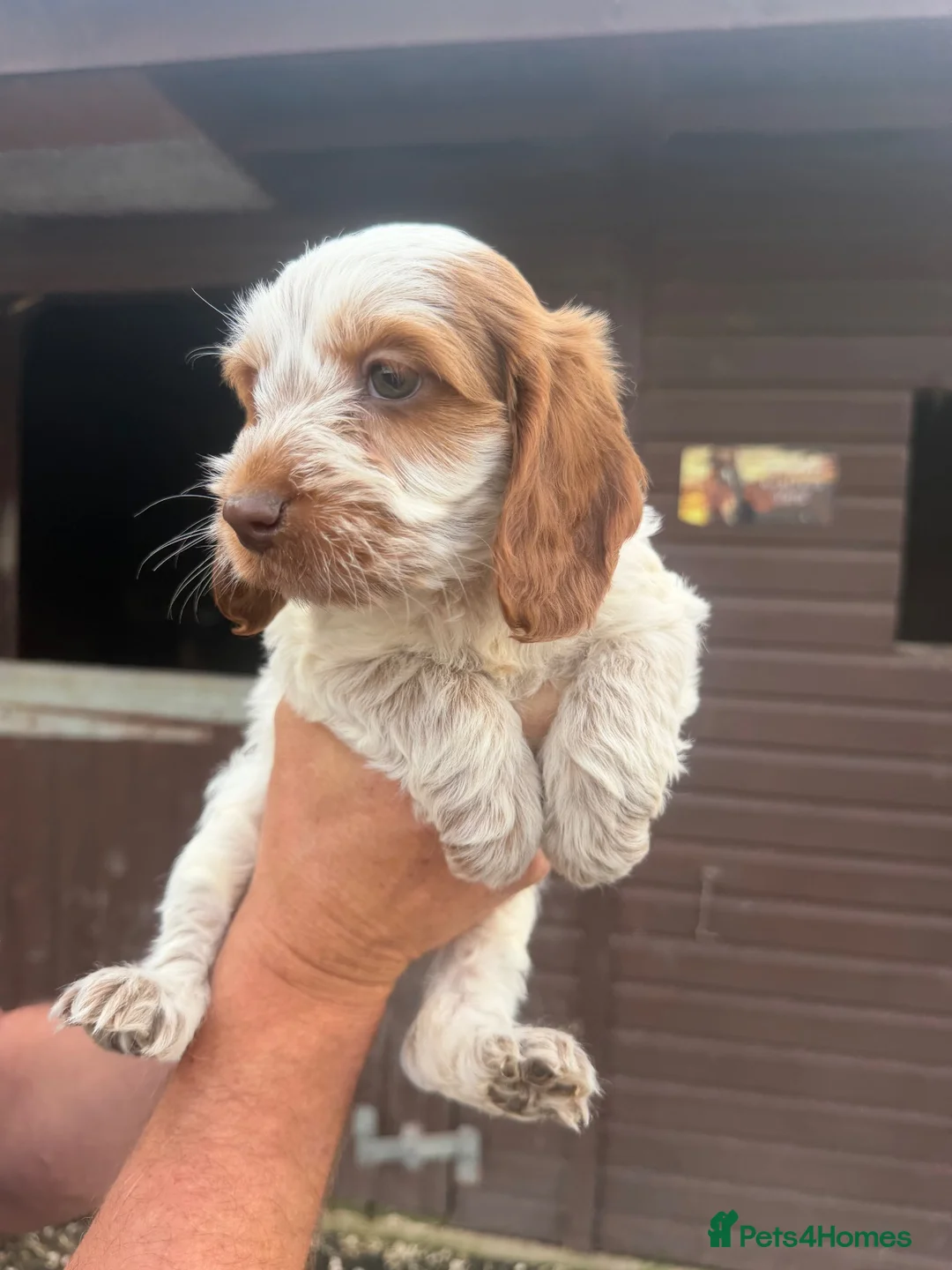 Cockapoo dogs for sale: 2 beautiful cockapoo girls - Ready to go!  - Advert 4