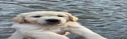 Golden Retriever dogs for sale: Gorgeous Golden Retriever Puppies  - Advert 10