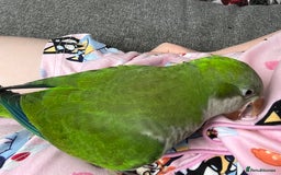 Parakeets birds for sale: Quaker parakeet parrot - Image 3