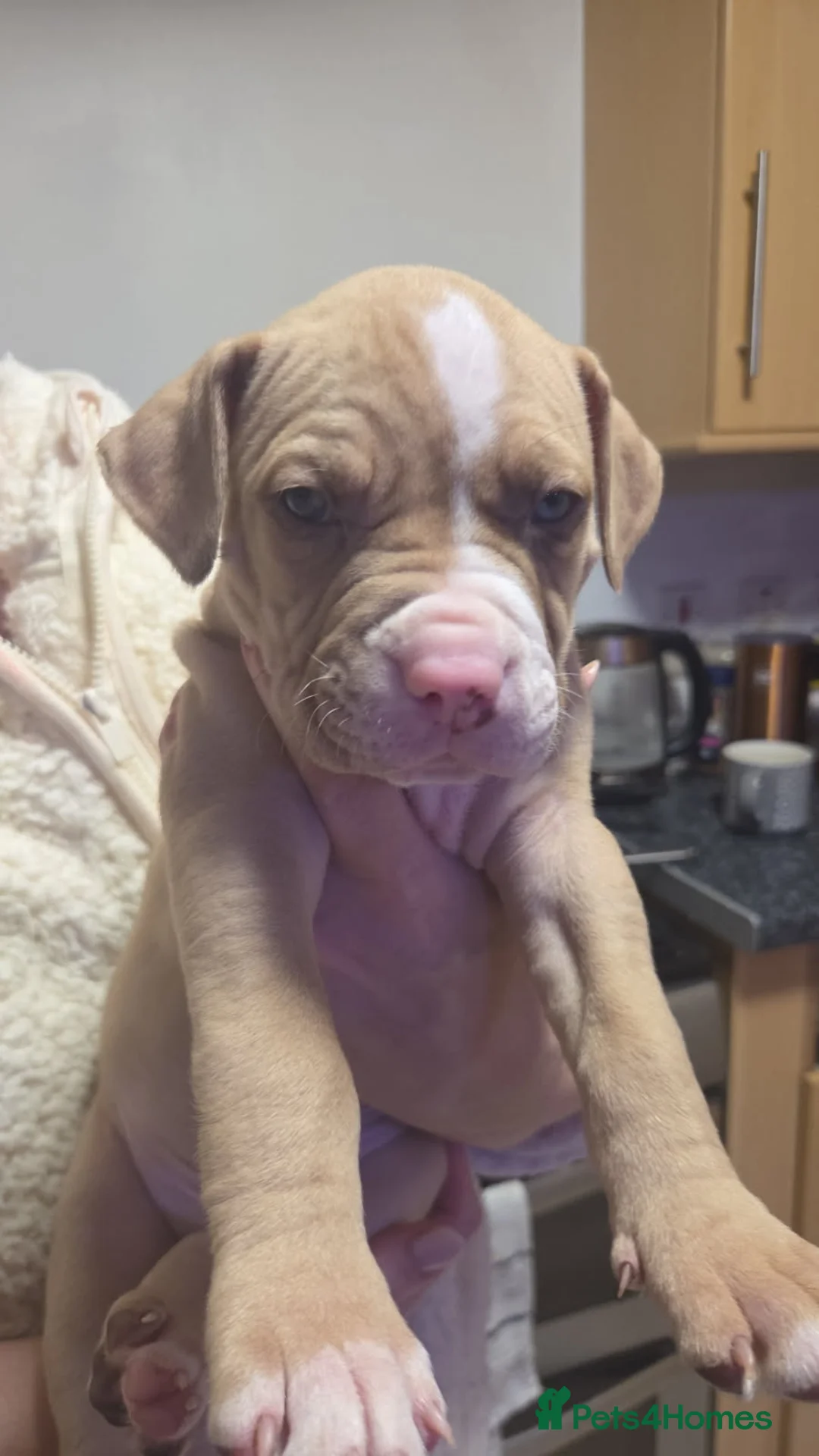 Bullmastiff dogs for sale: Pitbull Mastiff Pups  in London - Advert 13