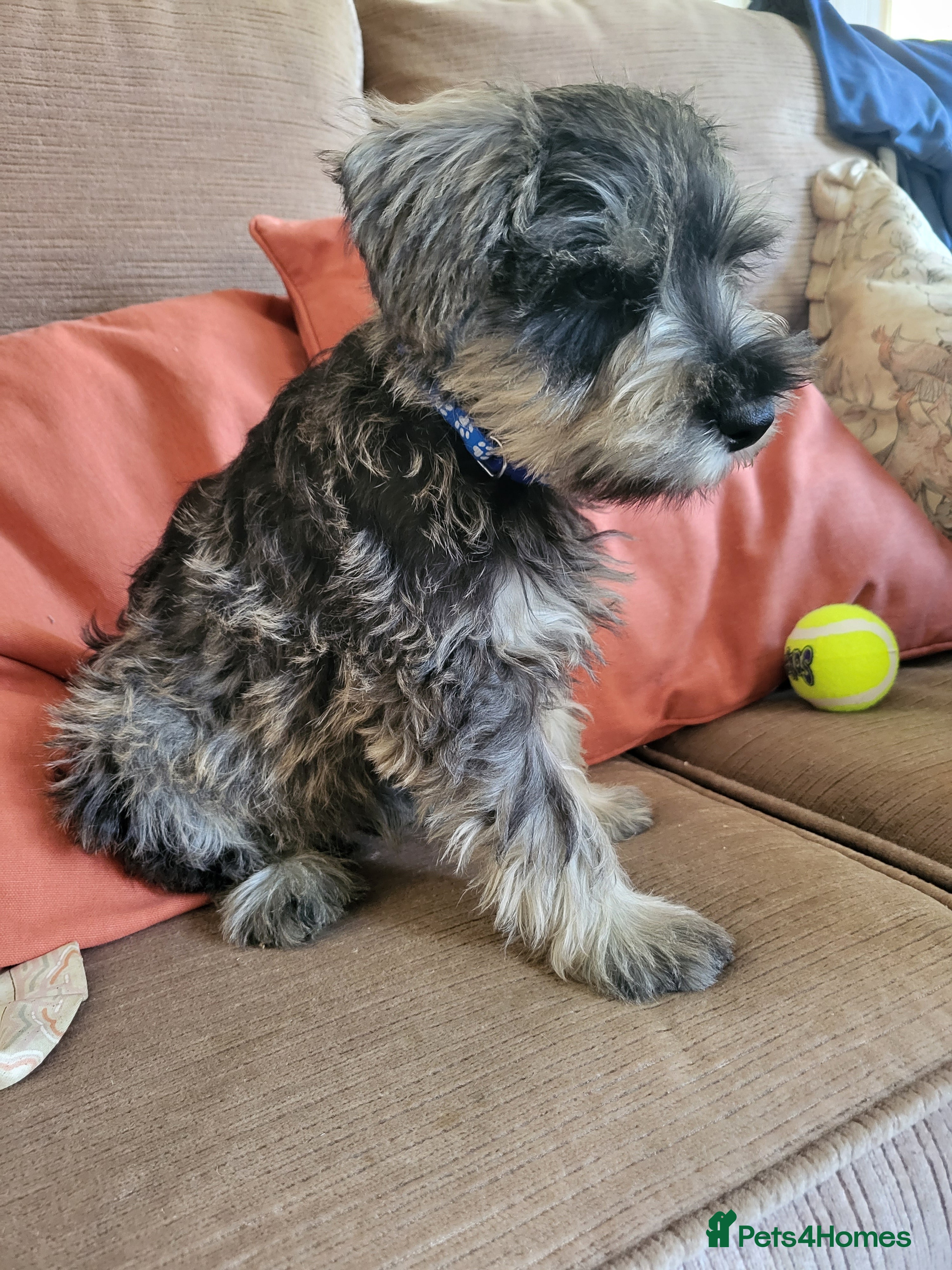 Miniature Schnauzer dogs Lovely miniature schnauzer's - Advert 2