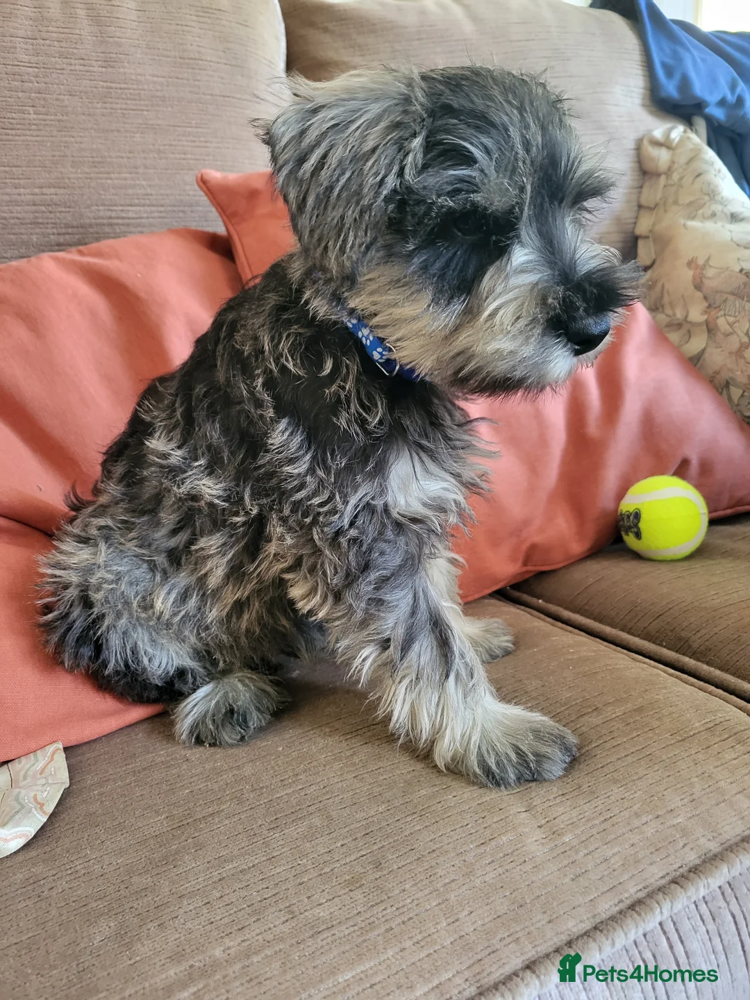 Miniature Schnauzer dogs for sale: Lovely miniature schnauzer's - Advert 2