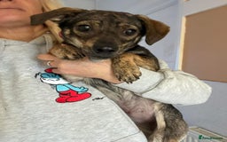 Mixed Breed dogs for adoption: Minnie - Hingham Norfolk  - Advert 3