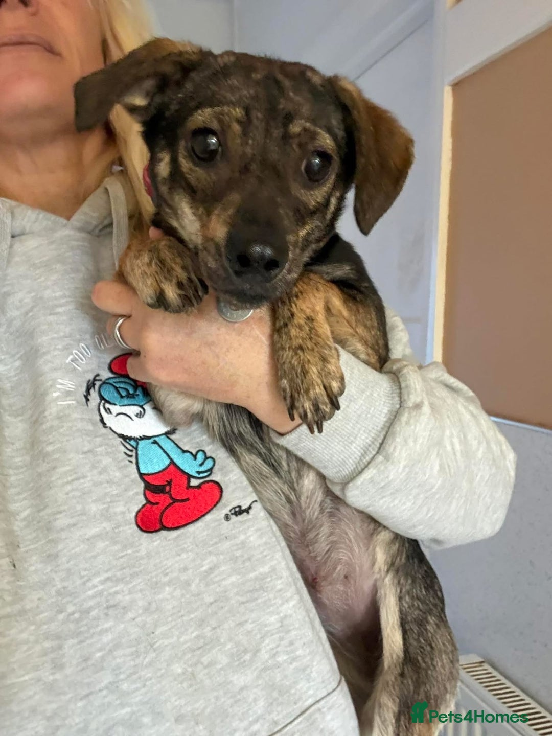 Mixed Breed dogs for adoption: Minnie - Hingham Norfolk  - Advert 3