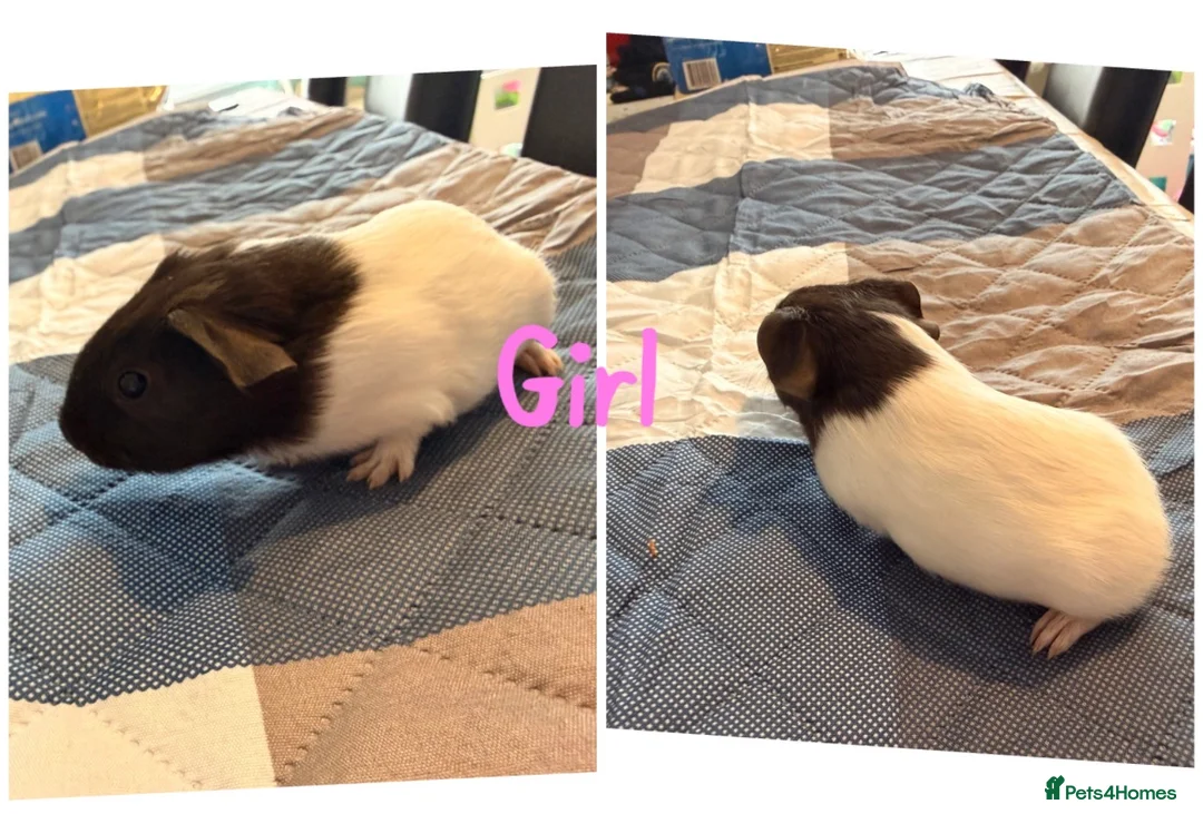 Guinea Pig rodents for sale: 2 Baby Sows - Advert 2