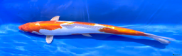 Koi Carp fish for sale: Huge selection of Japanese Koi for sale - Advert 26