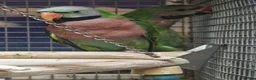 Parrots birds for sale: Stunning Parrots/Parakeets/Amazons  - Advert 35