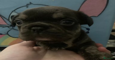 French Bulldog dogs Fabulous French bulldogs of excellent quality  - Advert 14