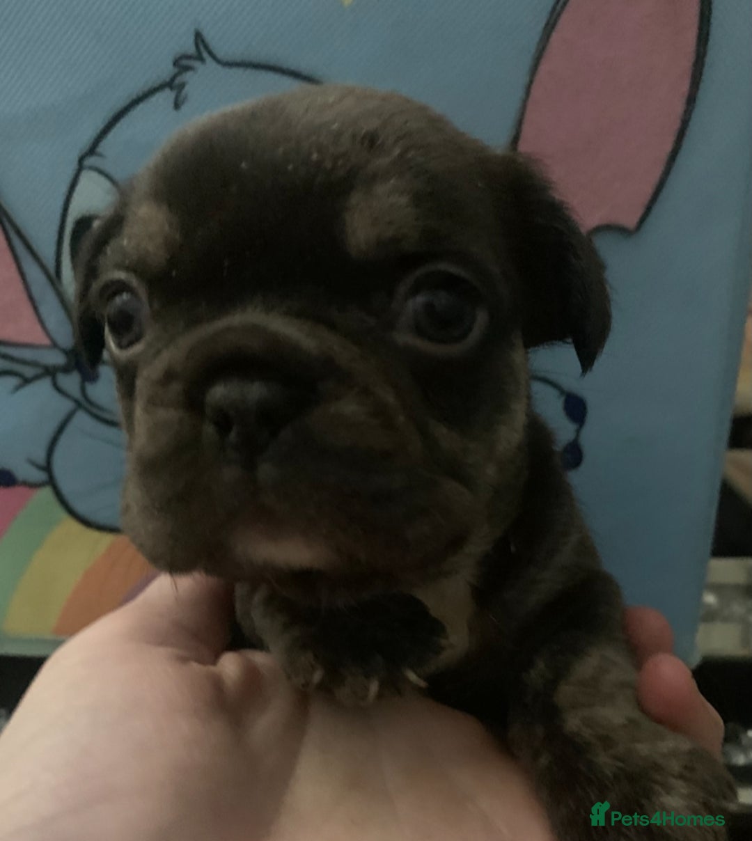 French Bulldog dogs for sale: French bulldogs reduced  ❤️  - Advert 18