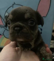 French Bulldog dogs Fabulous French bulldogs of excellent quality - Advert 14