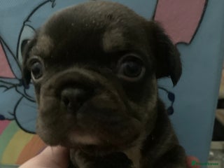 French Bulldog dogs Fabulous French bulldogs of excellent quality - Advert 14