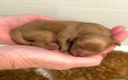 Australian Labradoodle dogs for sale: Multi Generational Australian Labradoodle Puppies - Image 8