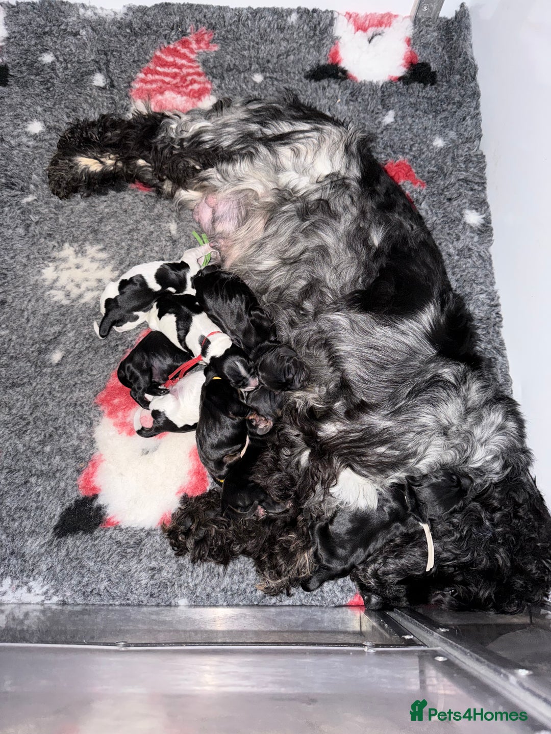 Cocker Spaniel dogs for sale: KC Registered Show Cocker puppies  - Advert 1