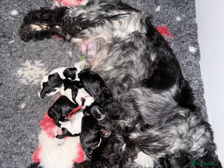 Cocker Spaniel dogs KC Registered Show Cocker puppies - Advert 1