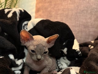 Sphynx cats - Advert 11