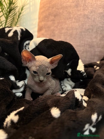 Sphynx cats - Advert 9