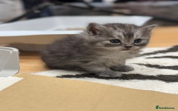 Perdoll cats for sale: Rare Perdolls  - Image 13