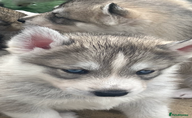 Siberian Husky dogs - Advert 12