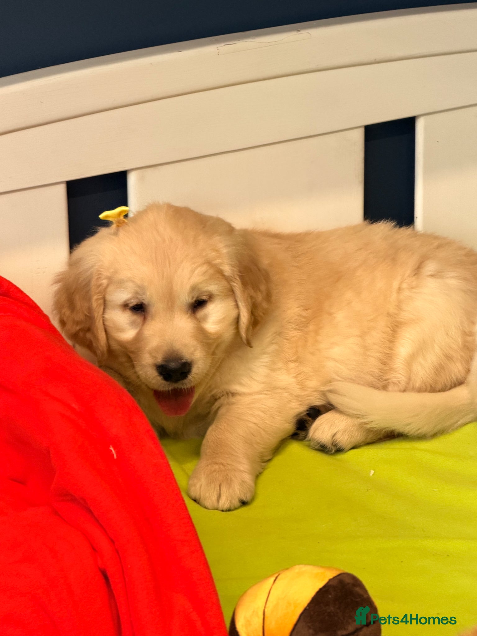Golden Retriever dogs for sale: 🐶 Gorgeous Chunky type Golden Retriever Puppies🐶 - Advert 22
