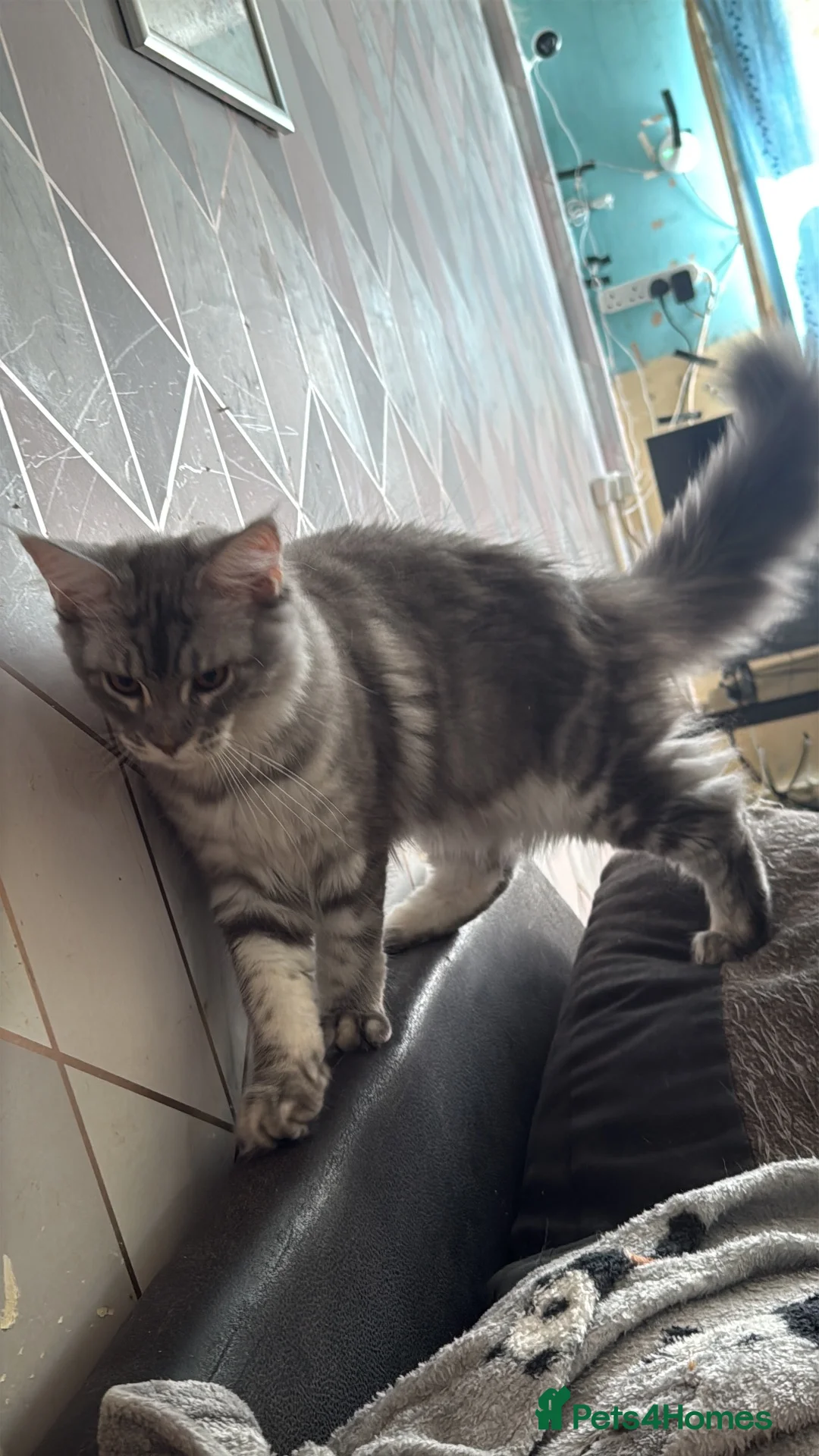Maine Coon cats for sale: Female Blue Silver Classic Mainecoon - Advert 2
