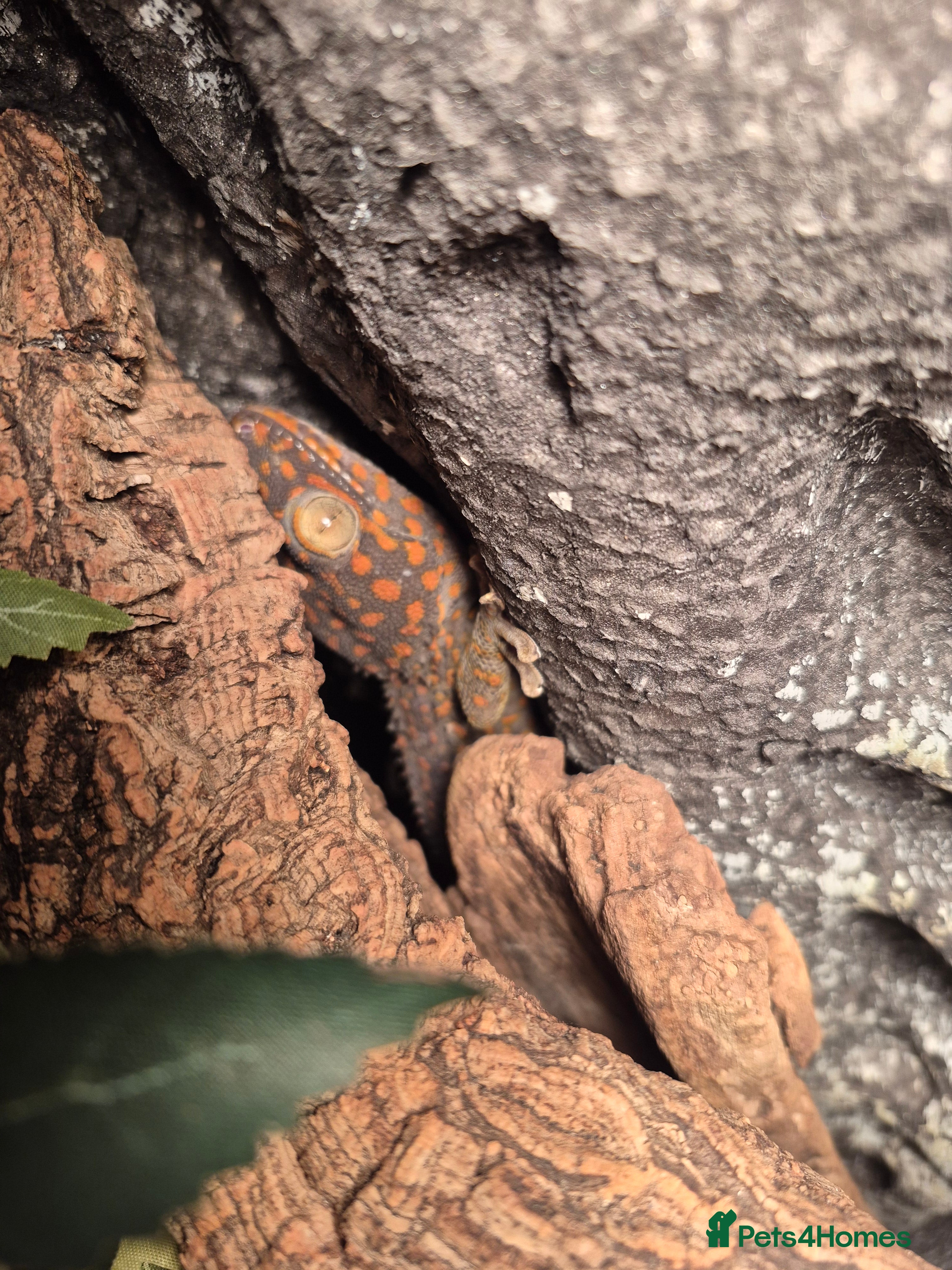 Gecko reptiles Tokay gecko for sale  - Advert 1