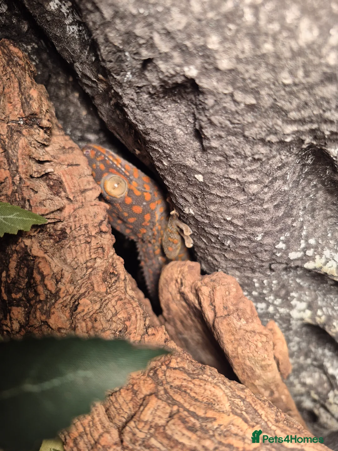 Gecko reptiles for sale: Tokay gecko for sale  - Advert 1
