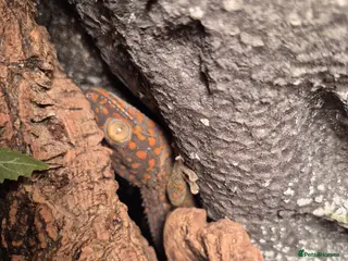 Gecko reptiles Tokay gecko for sale - Advert 7