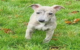 Whippet dogs for stud: KC Proven Whippet For Stud in Billingshurst - Image 4