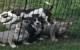 American Bully dogs for sale: Pocket Bully puppy’s  - Image 3