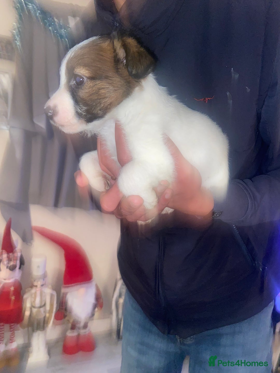 Jack Russell dogs for sale: Beautiful jackrussels pup - Advert 1