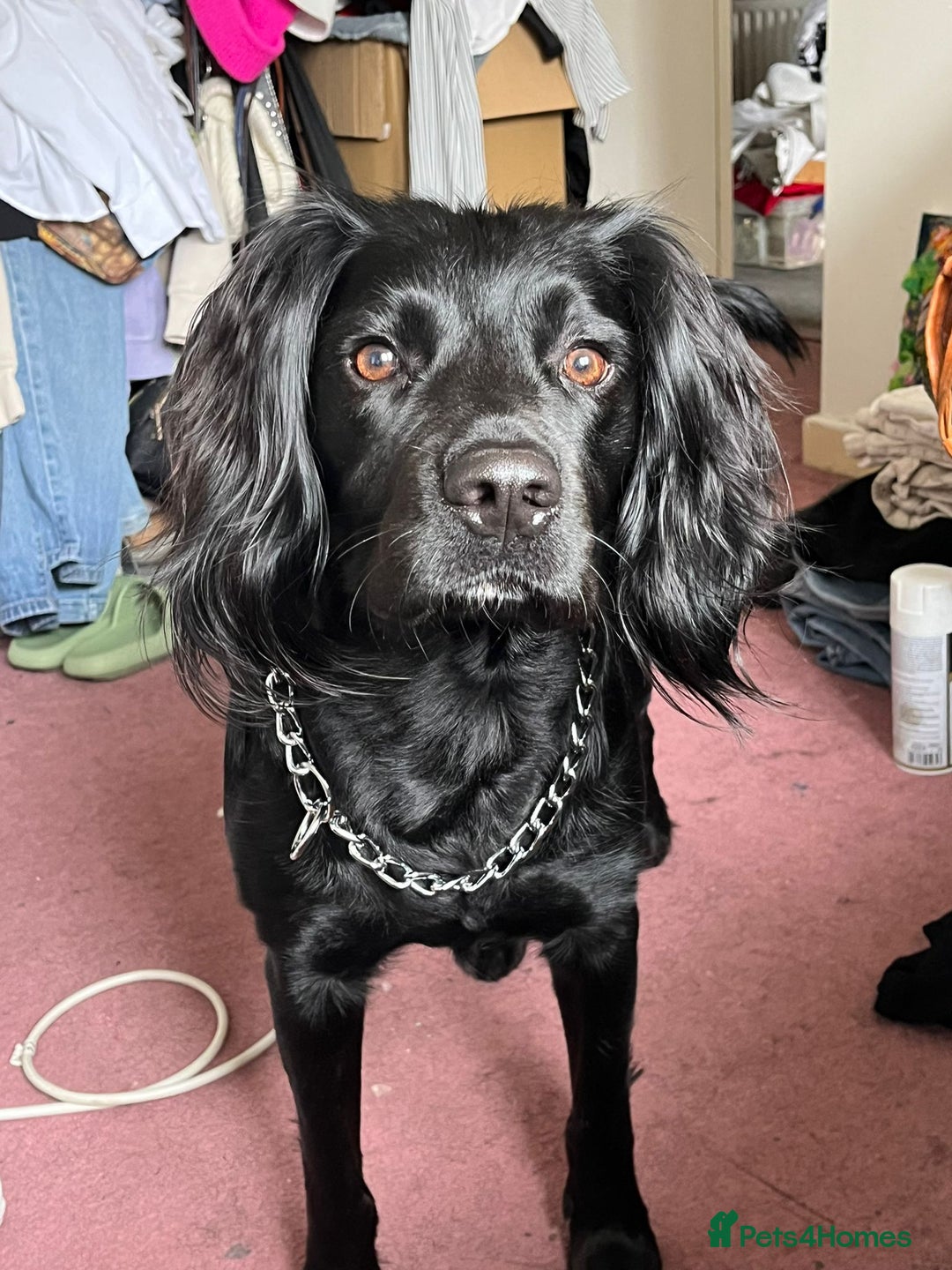 English Springer Spaniel dogs for stud: Beaux - Image 3