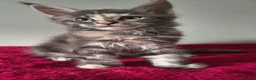 Maine Coon cats for sale: TICA registered Maine coon kittens - Advert 17