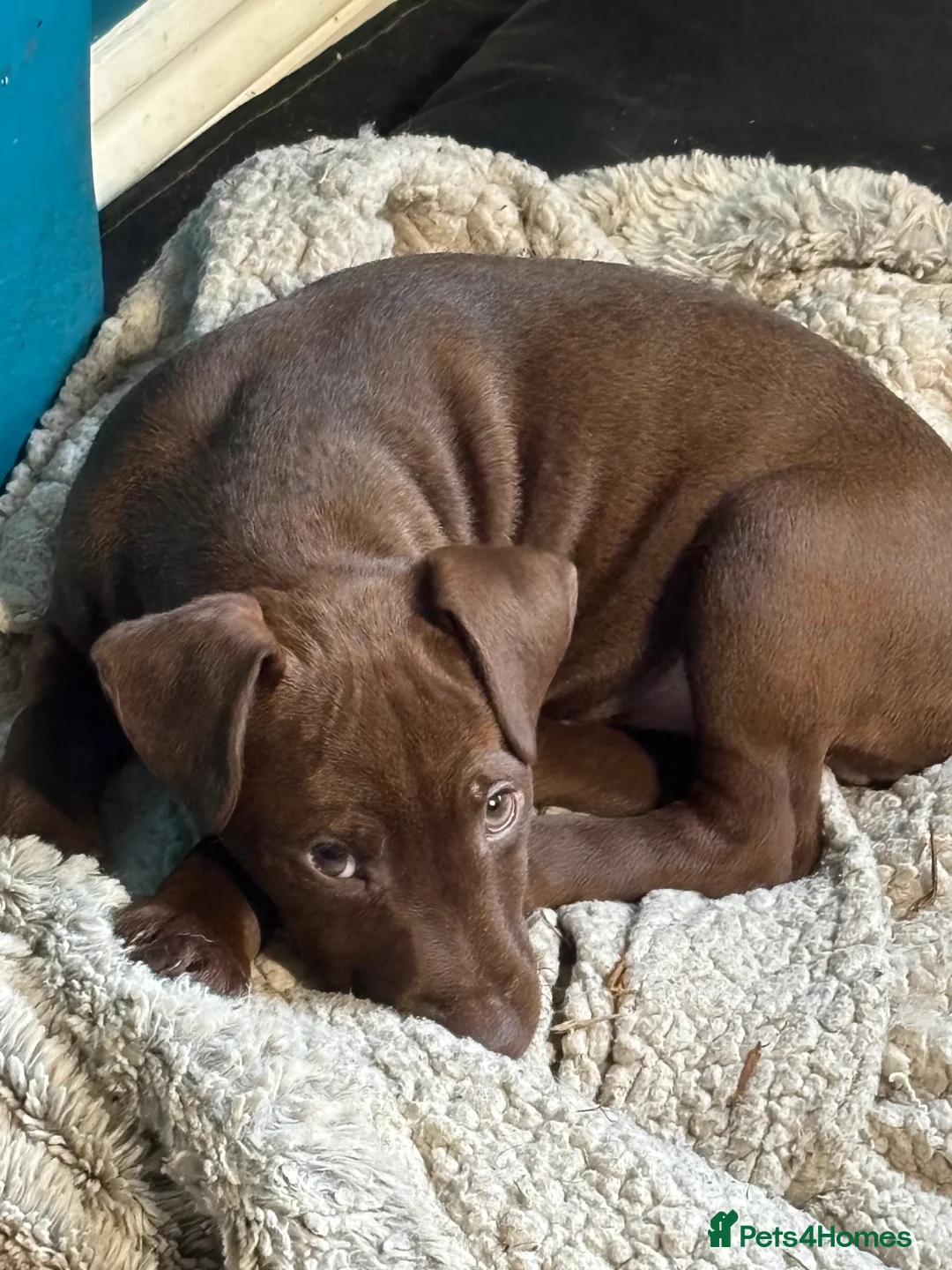 Patterdale Terrier dogs for sale: Pure patterdale puppies - Advert 1