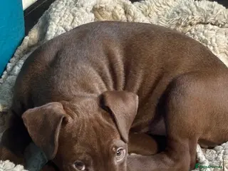 Patterdale Terrier dogs Pure patterdale puppies - Advert 17