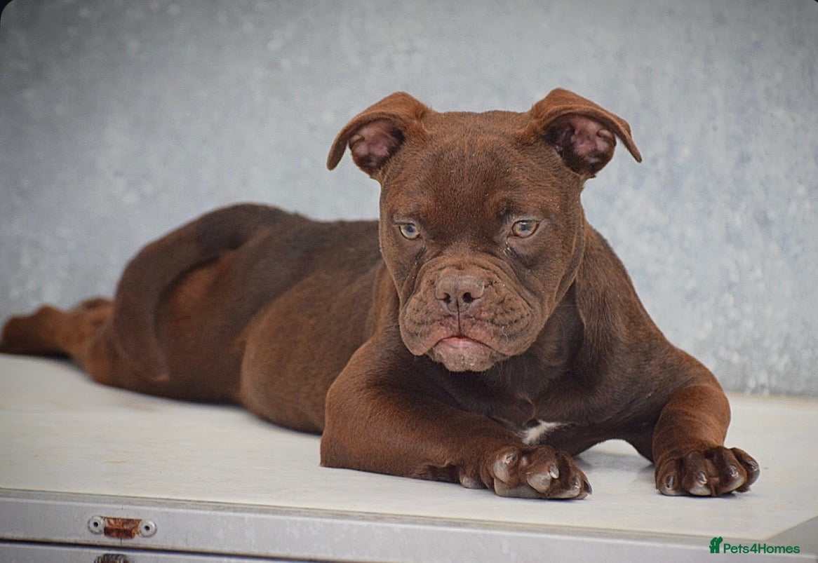 Olde English Bulldogge dogs 23 years Professionals 5⭐️Rated Licensed.  - Advert 7