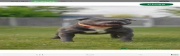 Staffordshire Bull Terrier dogs for sale: KC Blue Staffordshire Bull Terrier Puppies - Advert 6