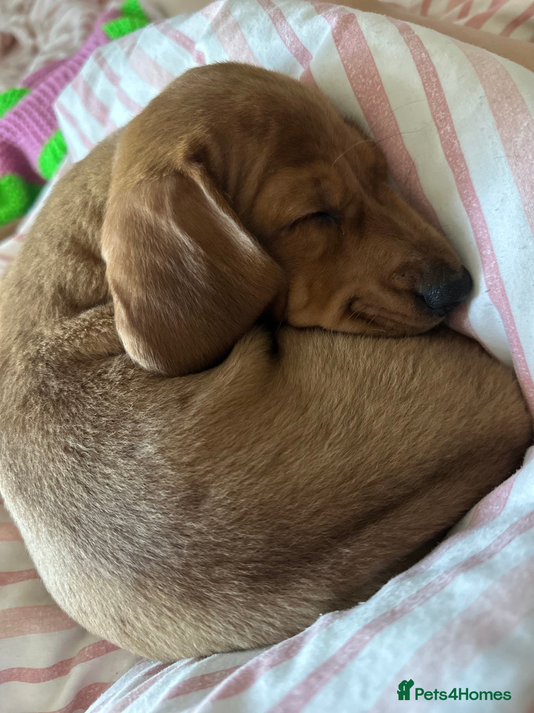 Dachshund dogs for sale: LAST Red Dapple Miniature Dachshund - Image 3