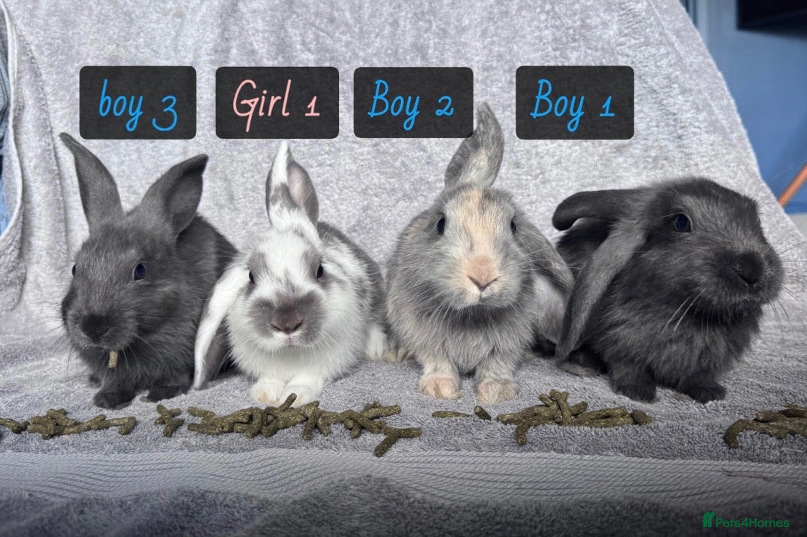 Mixed Breed rabbits Four beautiful bunnies looking for loving homes & - Advert 1