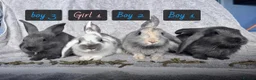 Mixed Breed rabbits for sale: Four beautiful bunnies looking for loving homes & - Advert 1