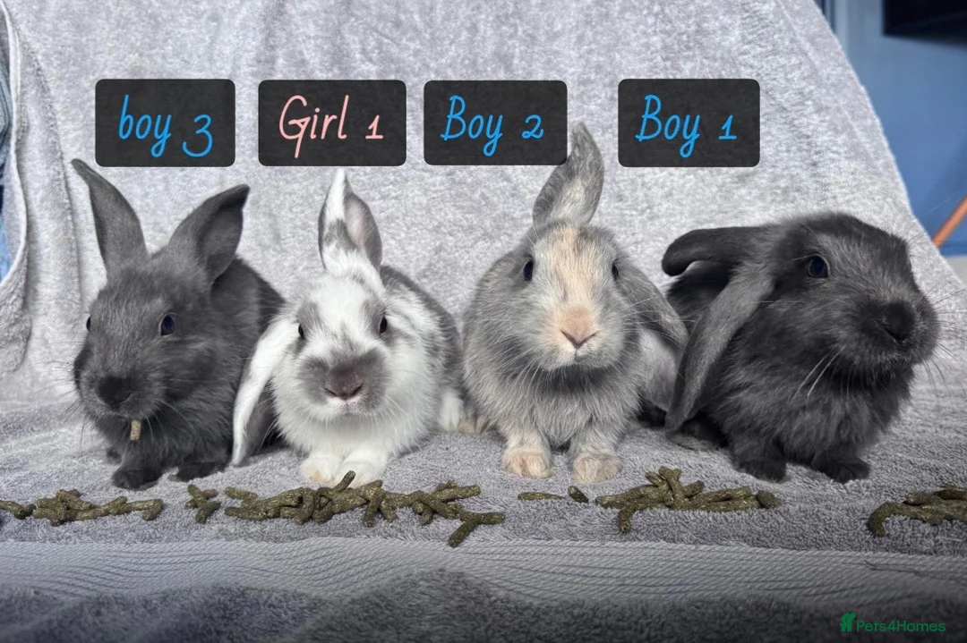 Mixed Breed rabbits for sale: Four beautiful bunnies looking for loving homes & - Advert 1