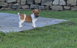 Jack Russell dogs for sale: Excellent pure bred working mini Jack Russell pups - Image 5