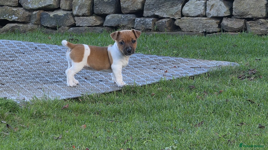 Jack Russell dogs for sale: Excellent pure bred working mini Jack Russell pups - Image 5