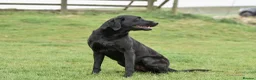 Labrador Retriever dogs for sale: Beautiful KC Registered Black Labrador Puppies - Advert 12