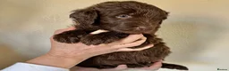Double Doodle dogs for sale: 2 Stunning Standard F3 Labradoodle boys-cream/choc - Advert 31