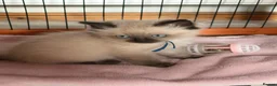 Ragdoll cats for sale: Gccf Luxury Seal Lynx Point Ragdoll Kittens  - Advert 2