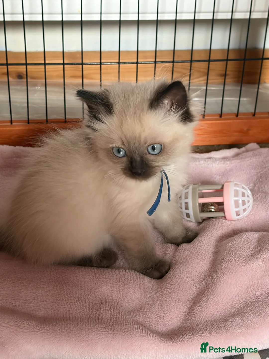 Ragdoll cats for sale: Gccf Luxury Seal Lynx Point Ragdoll Kittens  - Advert 2