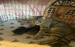 Bombay cats for sale: Tabby/ Bombay kittens for sale  - Image 4